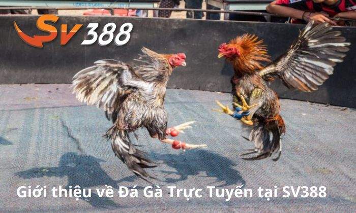 Giới thiệu về Đá Gà Trực Tuyến tại SV388 Giới thiệu về Đá Gà Trực Tuyến tại SV388