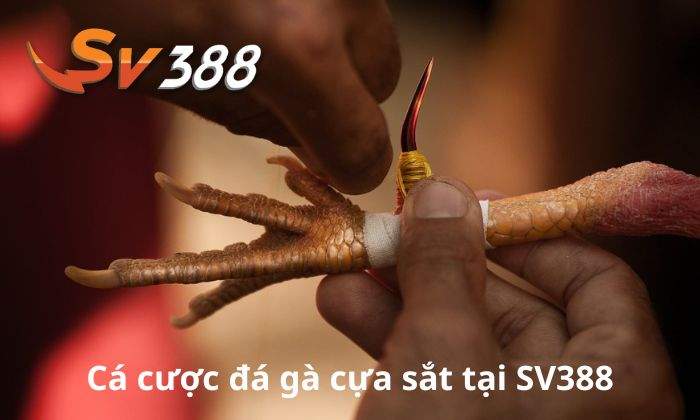 Giới thiệu về cá cược đá gà cựa sắt tại SV388 Giới thiệu về cá cược đá gà cựa sắt tại SV388