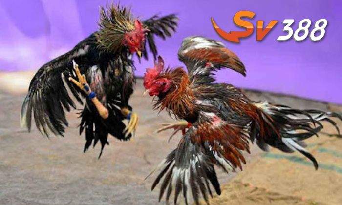Tại sao nên chơi cá cược đá gà tại Đá Gà Trực Tuyến của SV388 Tại sao nên chơi cá cược đá gà tại Đá Gà Trực Tuyến của SV388