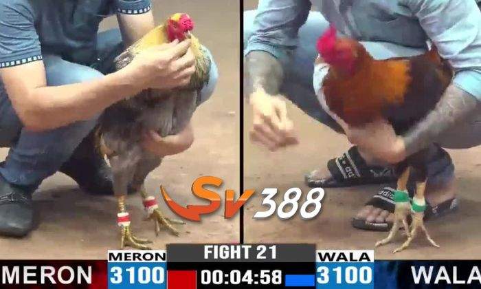 Ưu điểm chơi cá cược đá gà cựa sắt tại SV388 Ưu điểm chơi cá cược đá gà cựa sắt tại SV388